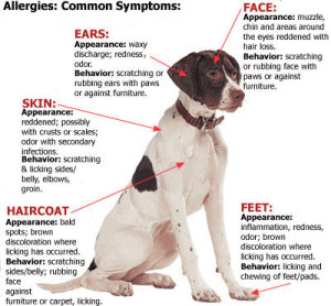 dog allergy guide