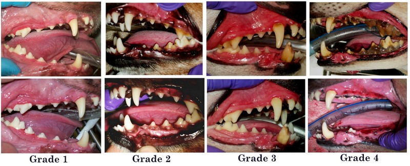 Image result for dog dental before and after